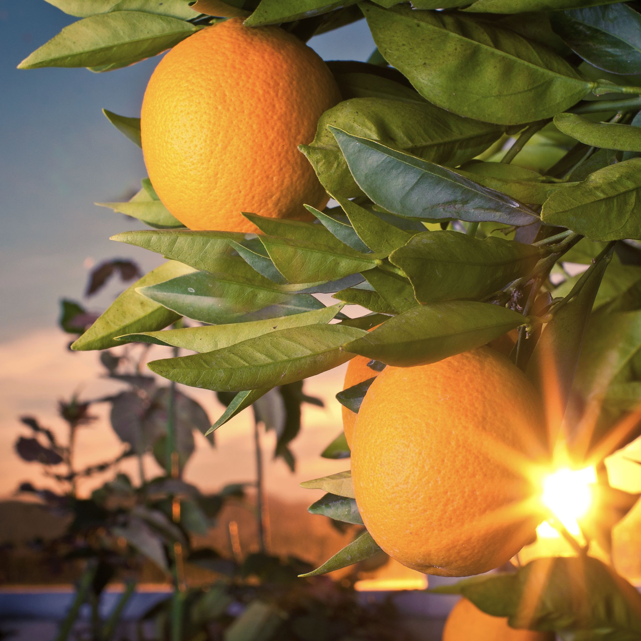 無料ダウンロード橙 果物 最高の花の画像