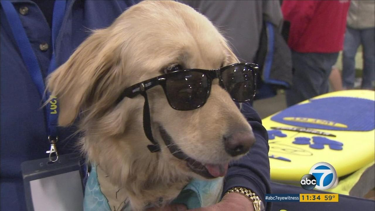 Petco pet stores in los angeles, ca offer a wide selection of top quality products to meet the needs of a variety of pets. 2017 Rose Parade Has Gone Literally To The Dogs Life With Dogs