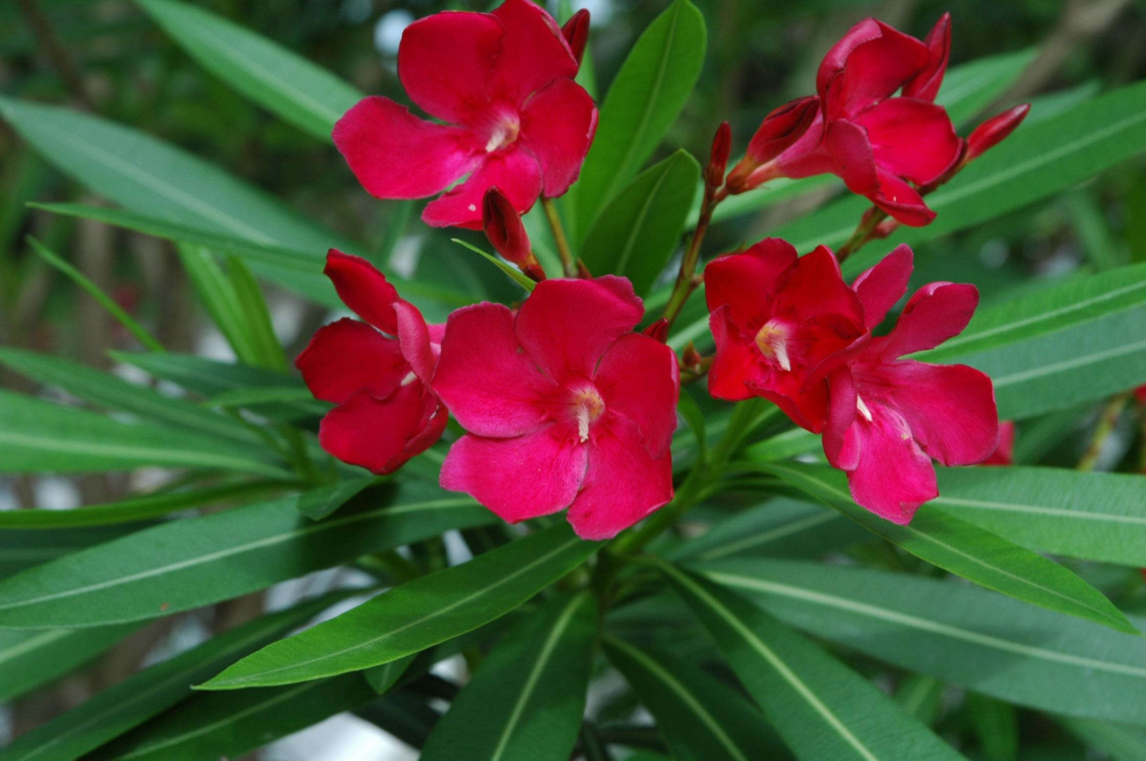 すべての美しい花の画像 75 カズラ 花 言葉