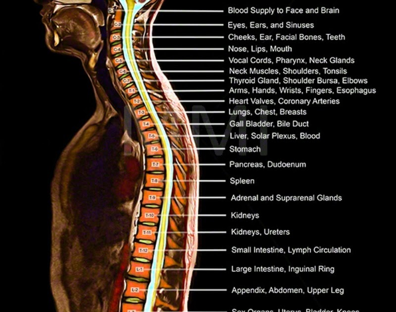Back Of Neck Anatomy / Human Neck And Back Anatomy ...