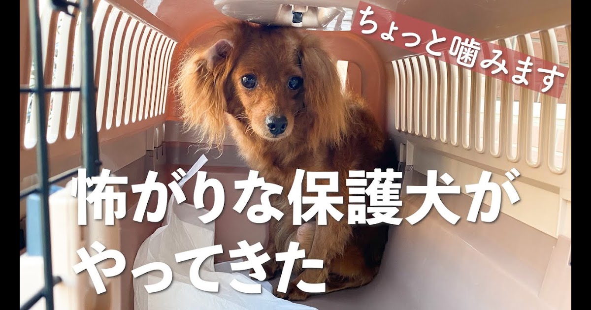 画像をダウンロード 犬 はしゃぐ 噛む 犬 はしゃぐ 噛む Wallgbrjp