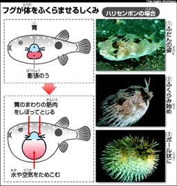 最も選択された ふぐ 膨らむ 1974 フグ 膨らむ 戻らない Partyjpgazo