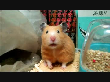 笑える キンクマ ハムスター かわいい 笑える キンクマ ハムスター かわいい