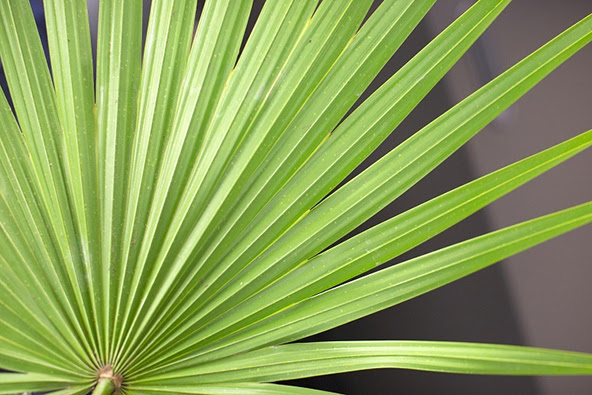 Palm Sunday is April 2 this year