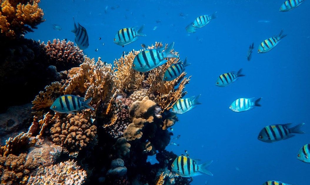Pada Ekosistem Laut  Daerah Komponen  Biotik  Tingkat 