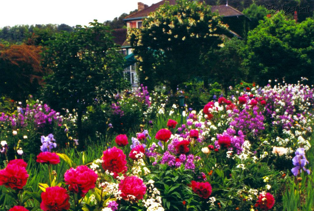 Resultado de imagem para imagens jardim flores