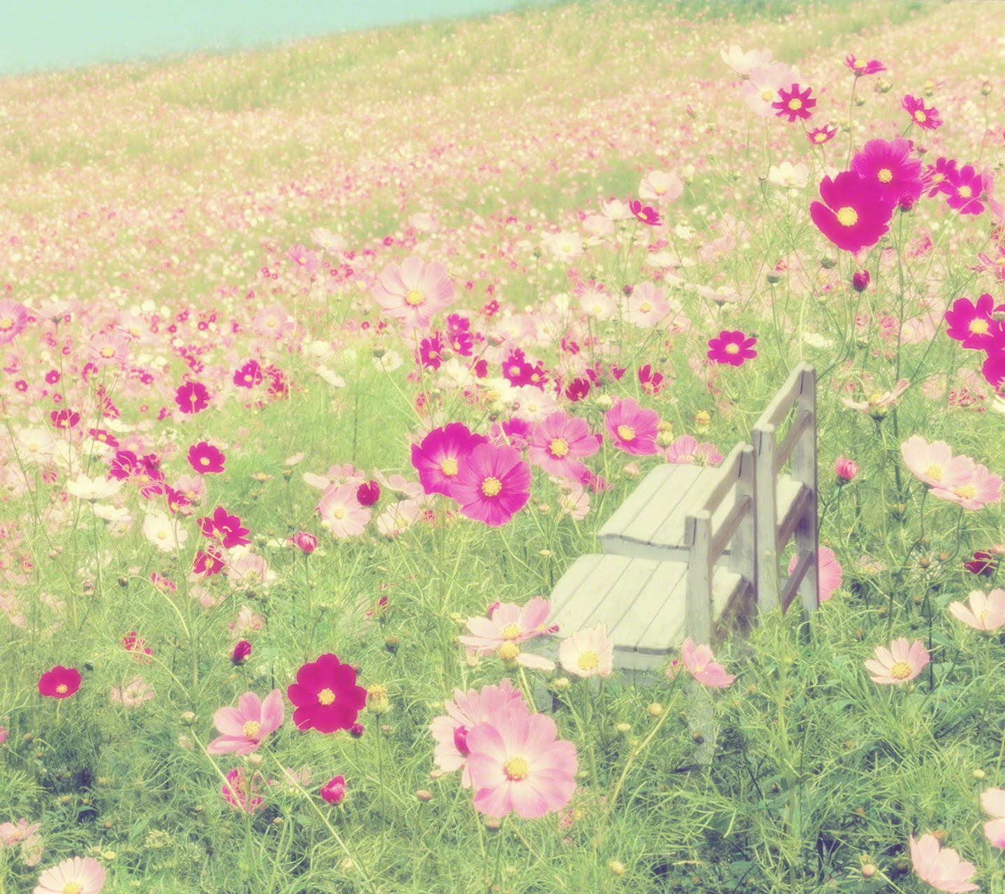 人気のダウンロード スマホ 壁紙 花 Jpbestwallpaper