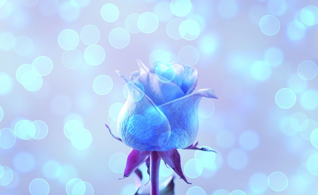 青い 薔薇 待ち受け Udin