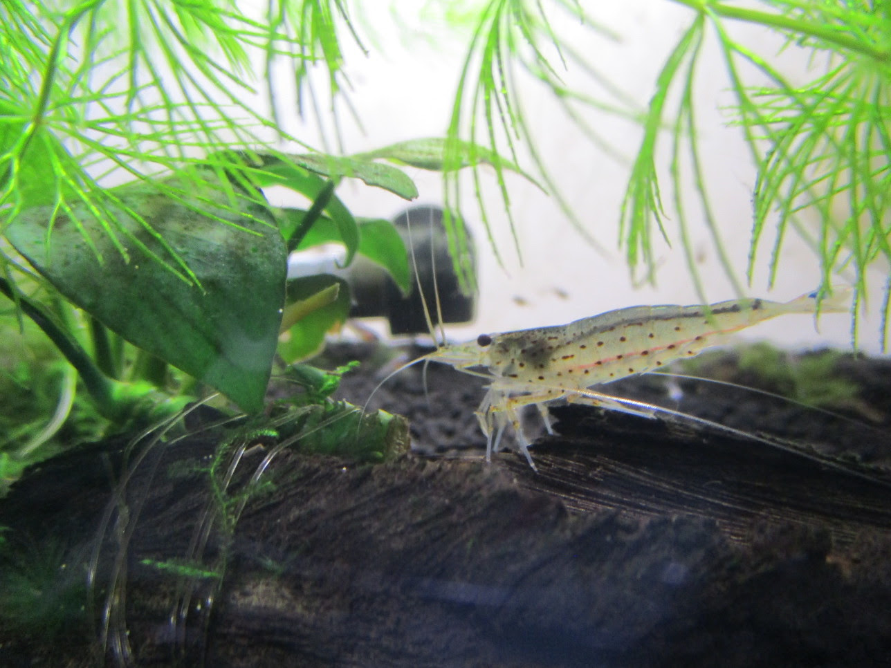 100以上 ヤマトヌマエビ 金魚 襲う ヤマトヌマエビ 金魚 襲う Ikijekjosgandoslo