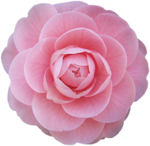 すべての美しい花の画像 75 花 透過 素材