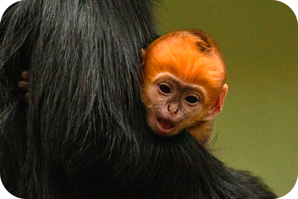 Endangered François’ langur