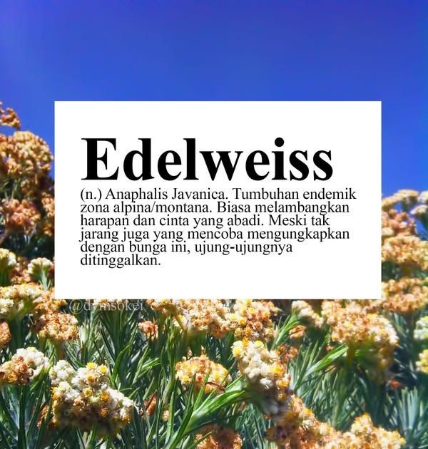 Quotes Cinta Bunga Edelweis : Pembuktian Cinta Sejati Bunga Edelweis