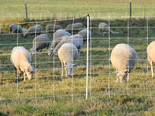 Under normal operating conditions, an electric fence functions as an incomplete (open). Dry Soil Tips For Electric Fences Premier1supplies Sheep Guide