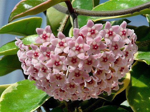 75 サクララン 花 言葉 美しい花の画像