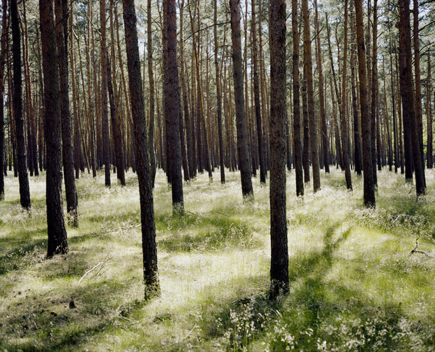 Wim Wenders, Forest in Brandenburg, 2014, Image courtesy the artist and BlainSouthern