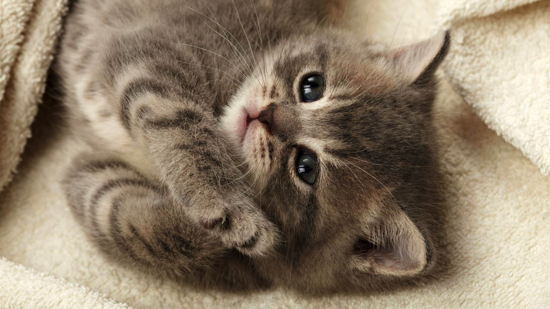 ロイヤリティフリーpc 壁紙 19x1080 猫 最高の花の画像