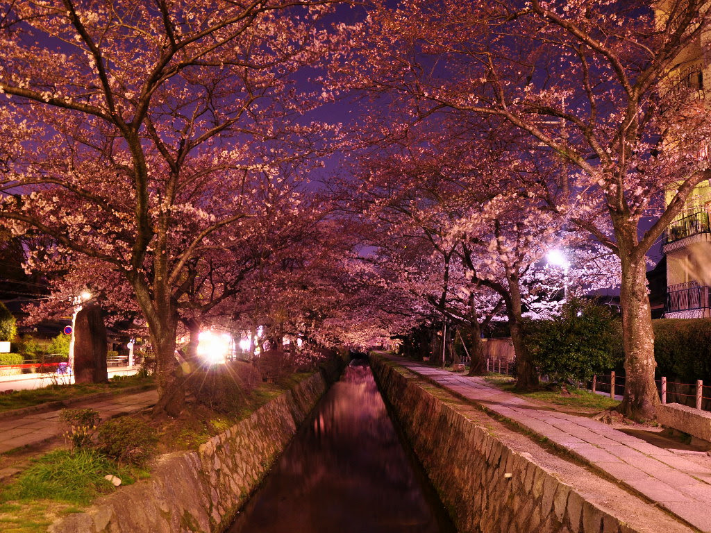 ベストセレクション 桜 壁紙 Pc Jpbestwallpaper
