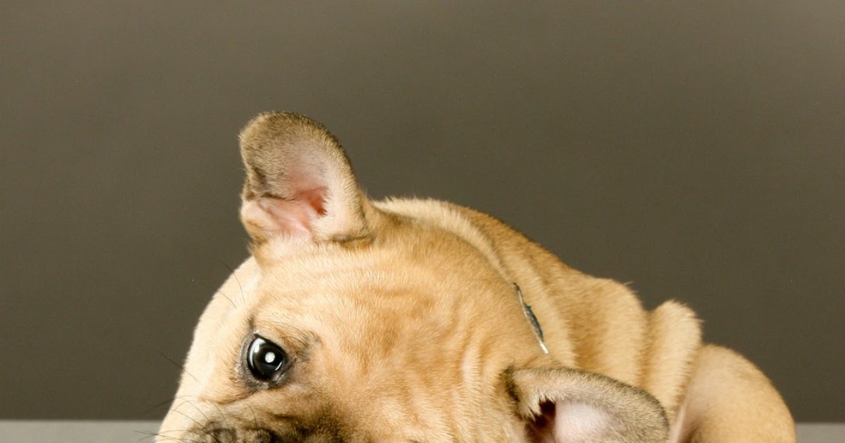 Dog Scratching Ears No Infection