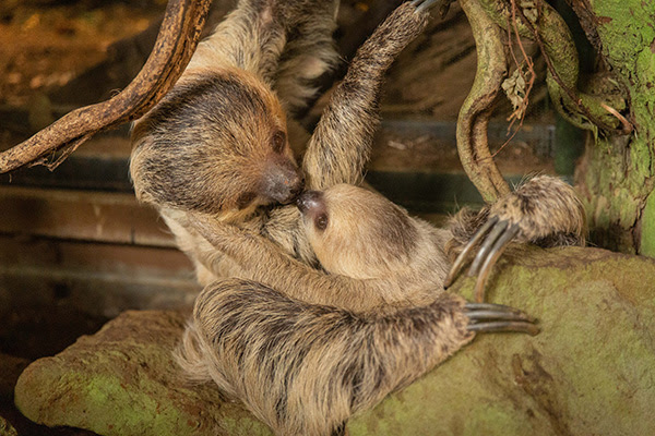 Two-toed sloths Marilyn and Terry at ZSL London Zoo