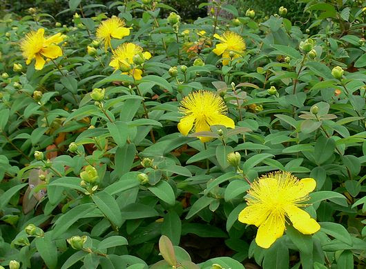 ぜいたくヒペリカム カリシ ナム 最高の花の画像