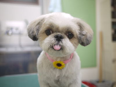 シーズー 画像 可愛い 可愛い犬 画像 シーズー Futuregazojp