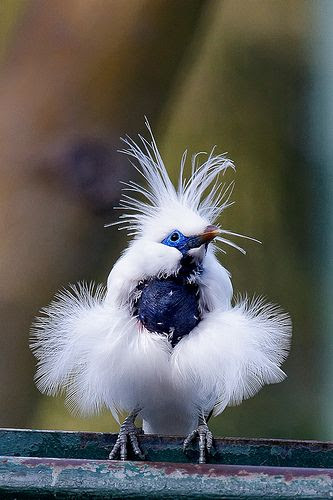 Balit Mynah by cm2852 on Flickr