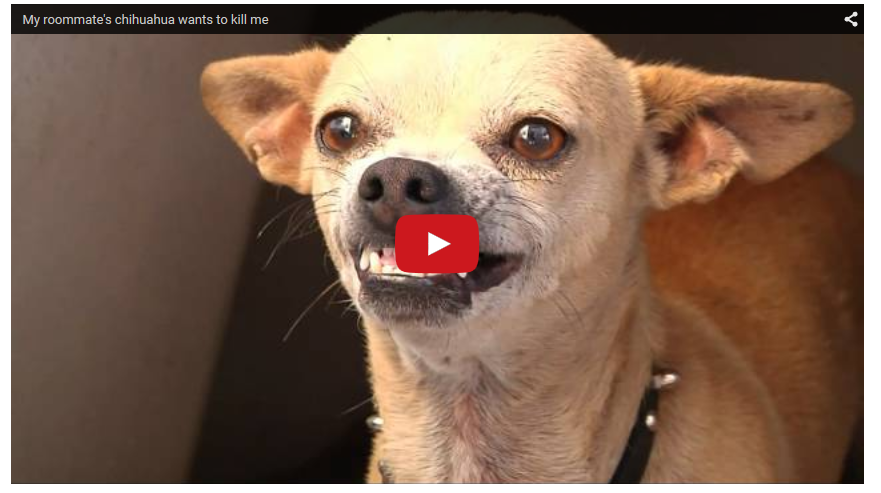 Funny Angry Chihuahua Meme Pets Lovers