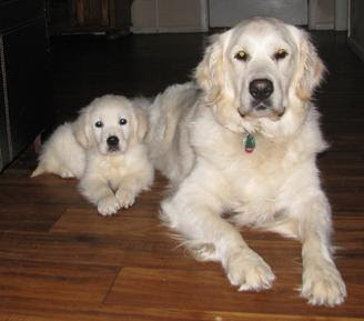 White Golden Retriever Puppy Pictures Cuteanimals