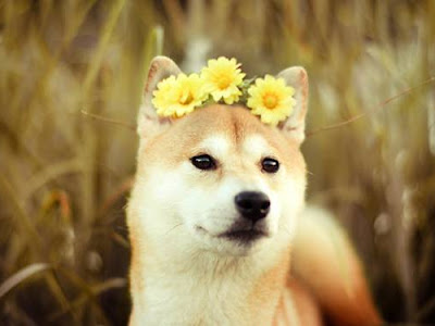 かわいいディズニー画像 かわいい 柴犬 可愛い 壁紙 イラスト