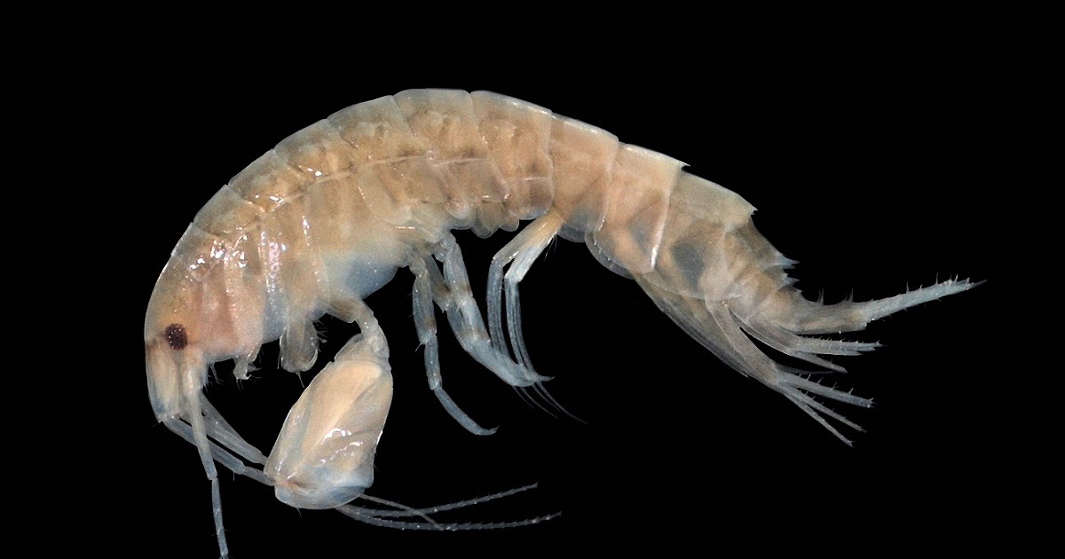 Hewan Crustacea  Mempunyai Ciri Antara Lain Ini Cirinya