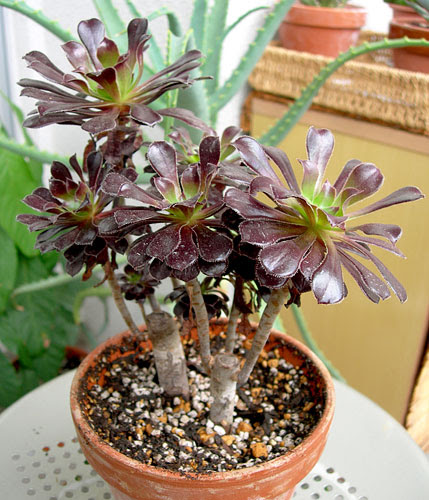 新着観葉植物 黒法師 最高の花の画像