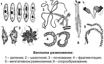 Бесполое размножение