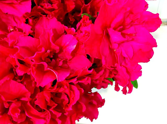50 素晴らしいアゼリア 花言葉 すべての美しい花の画像