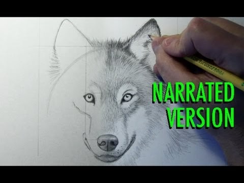 Easy Half Wolf Face Drawing Orasnap