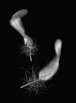 最高かつ最も包括的な羽 壁紙 最高の花の画像