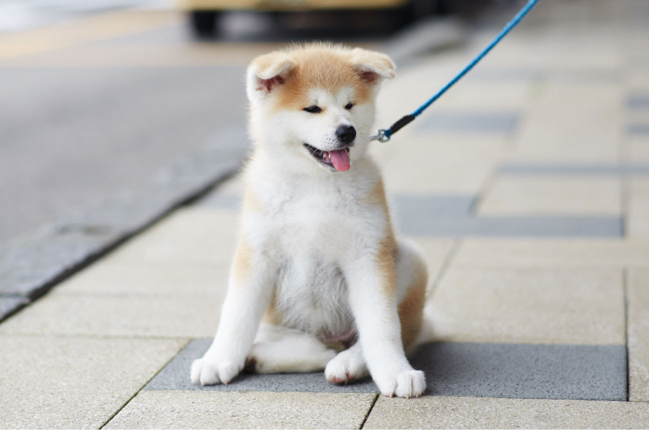 Jongeres ダウンロード可能 秋田犬 壁紙
