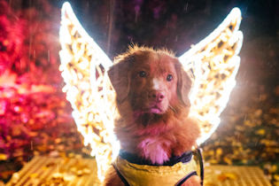 Dog standing in front of illuminated angel wings
