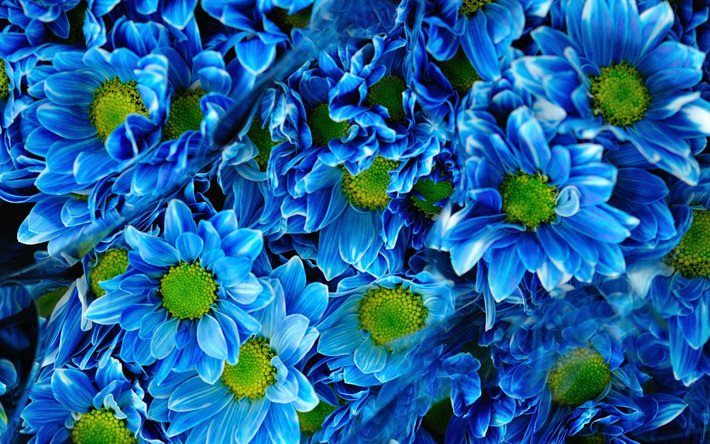Windows 11 wallpaper 4k top free windows 11 wallpaper from updatenaw.com windows 11 also brings new icons, shapes, and fonts. Scarica Sfondi Crisantemi 4k Bouquet Golden Daisy Fiori Blu Per Desktop Libero Immagini Sfondo Del Desktop Libero