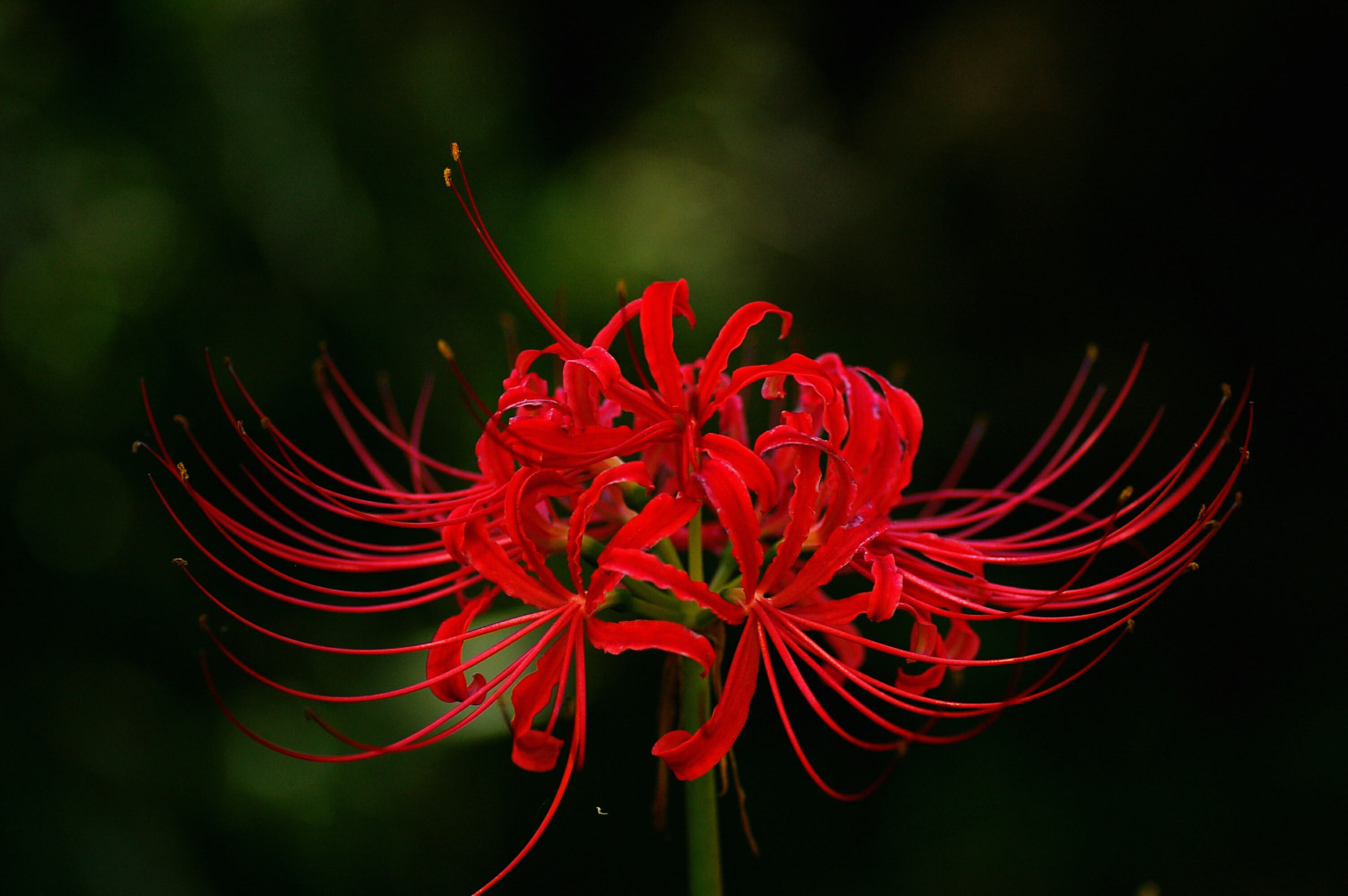 綺麗な彼岸花 壁紙 フリー 最高の花の画像