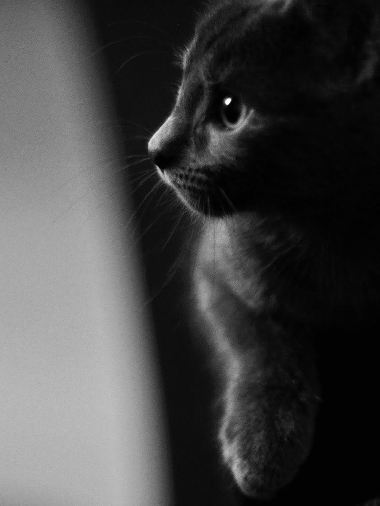 35 猫 かっこいい 壁紙