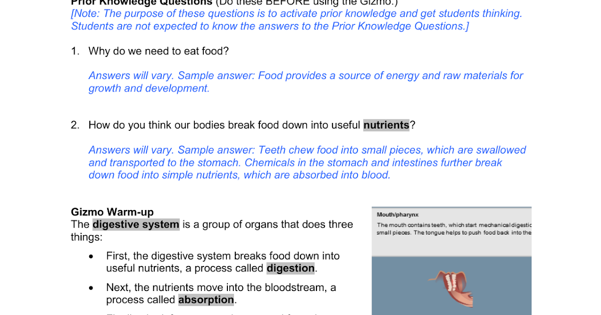 Student Exploration Digestive System Gizmos Answers