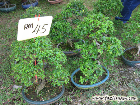 Harga Bonsai Bidara  Gambar  Bonsai 2021