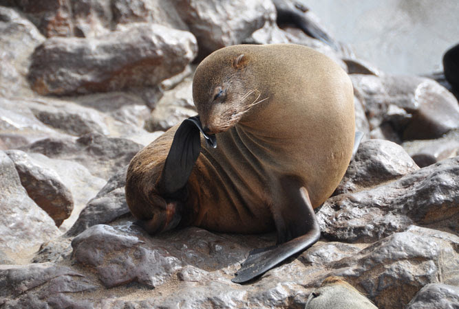 A praia é muito bonita, mas precau. Hout Bay Harbour Seals South Africa Travel Blog