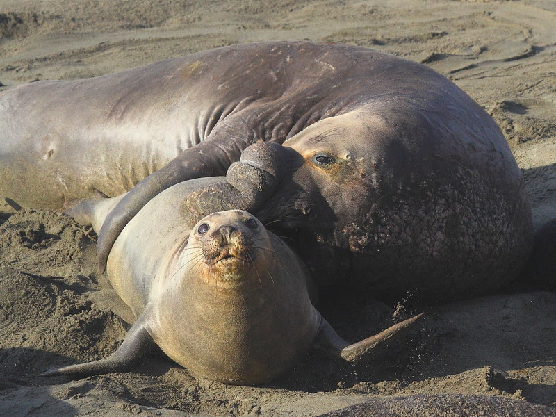 Thor S Hammer Piedras Blancas