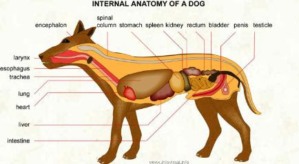 Maybe you would like to learn more about one of these? Stomach Cancer Tumors In Cats And Dogs