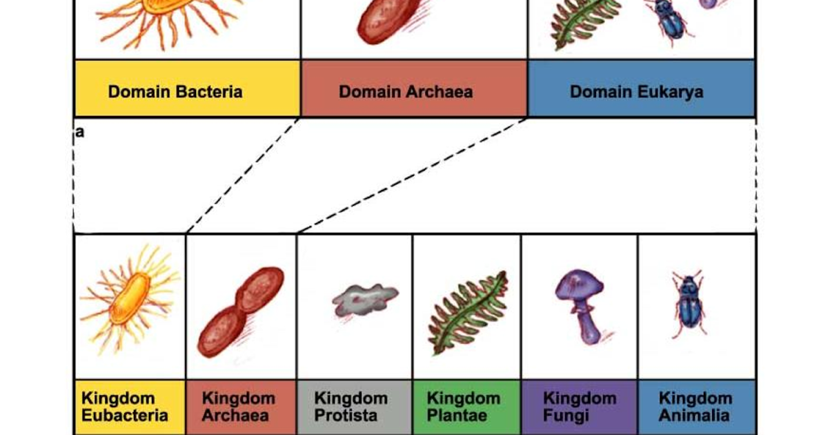 Domain Eukarya Kingdom Protista - DONIMAIN