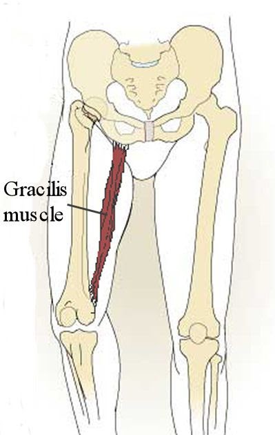 Diagram Of Groin Area / Groin Muscle Injuries - Anatomy ...
