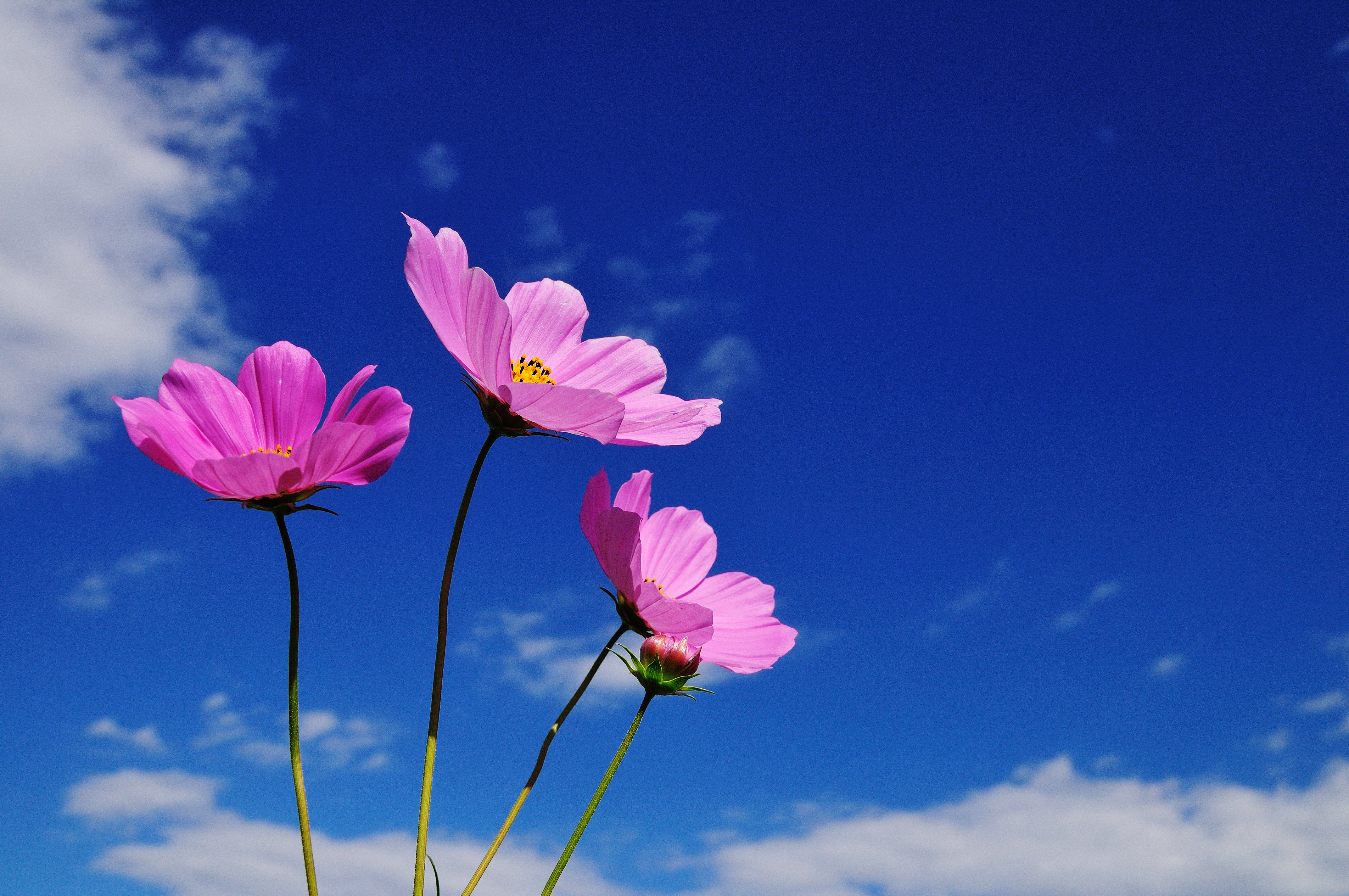 Japimage 花 フリー画像
