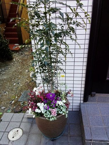 すべての美しい花の画像 上シマトネリコ 寄せ 植え