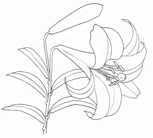 100以上 百合 イラスト 描き方 イラスト画像検索エンジン
